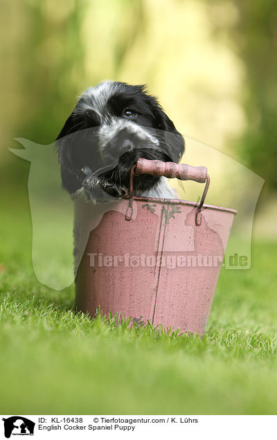 English Cocker Spaniel Welpe / English Cocker Spaniel Puppy / KL-16438