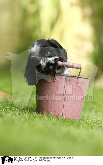 English Cocker Spaniel Puppy / KL-16439