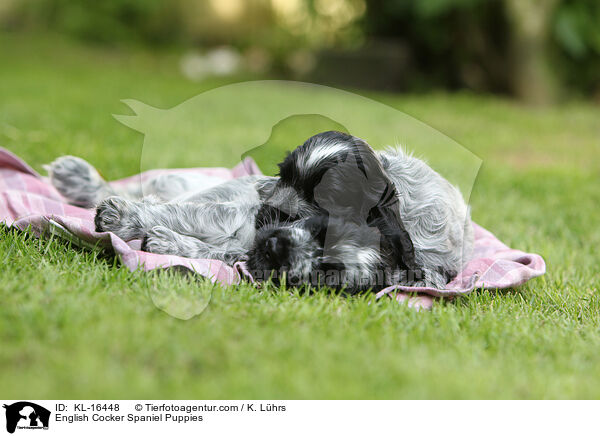 English Cocker Spaniel Puppies / KL-16448