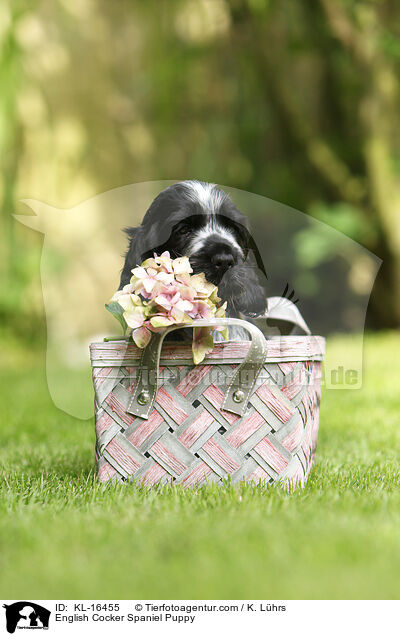 English Cocker Spaniel Puppy / KL-16455