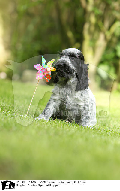 English Cocker Spaniel Puppy / KL-16460