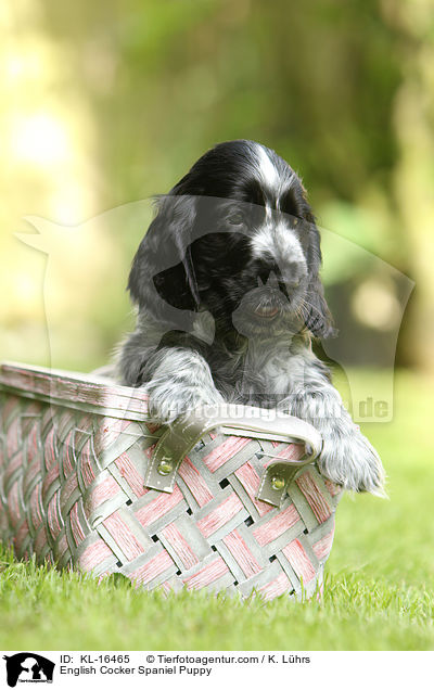 English Cocker Spaniel Puppy / KL-16465