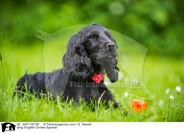 lying English Cocker Spaniel / SST-16738