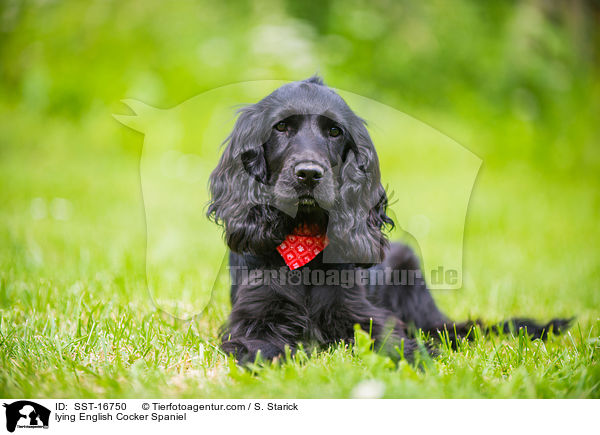 lying English Cocker Spaniel / SST-16750