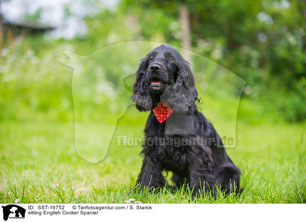 sitting English Cocker Spaniel / SST-16752