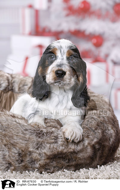 English Cocker Spaniel Welpe / English Cocker Spaniel Puppy / RR-87630