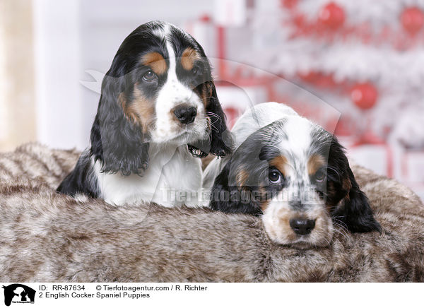 2 English Cocker Spaniel Puppies / RR-87634