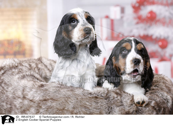 2 English Cocker Spaniel Puppies / RR-87637