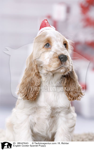 English Cocker Spaniel Welpe / English Cocker Spaniel Puppy / RR-87643