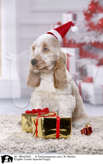 English Cocker Spaniel Welpe / English Cocker Spaniel Puppy / RR-87655