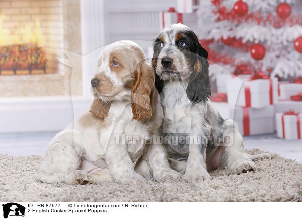 2 English Cocker Spaniel Welpen / 2 English Cocker Spaniel Puppies / RR-87677