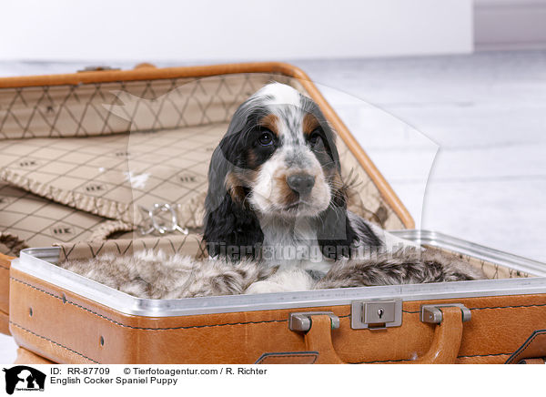 English Cocker Spaniel Welpe / English Cocker Spaniel Puppy / RR-87709