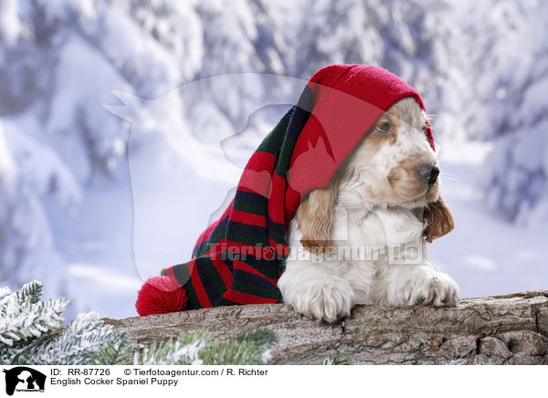 English Cocker Spaniel Welpe / English Cocker Spaniel Puppy / RR-87726