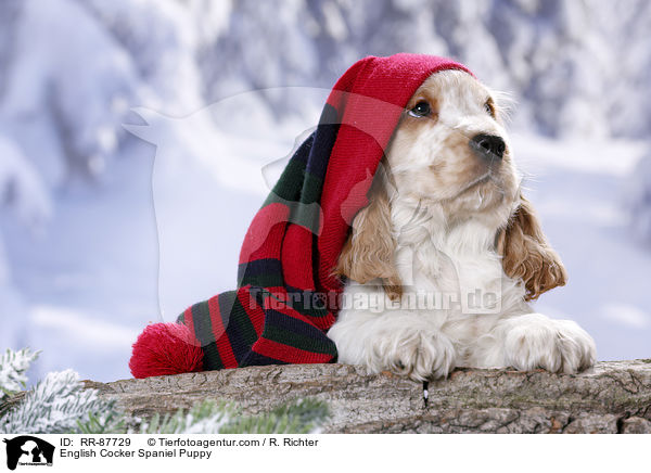 English Cocker Spaniel Welpe / English Cocker Spaniel Puppy / RR-87729