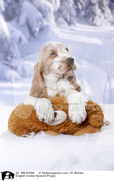 English Cocker Spaniel Puppy / RR-87806