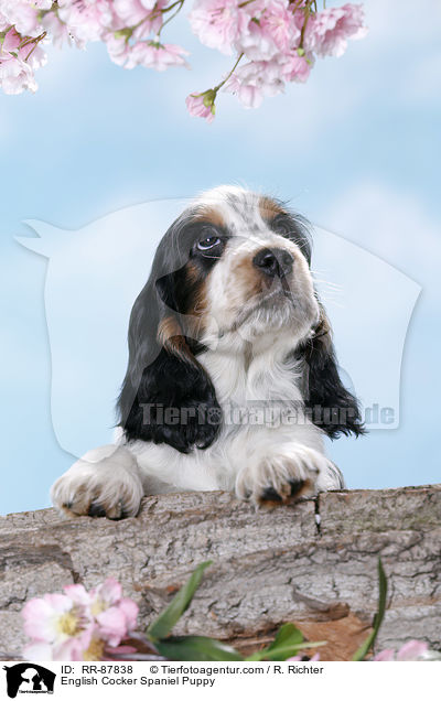 English Cocker Spaniel Puppy / RR-87838