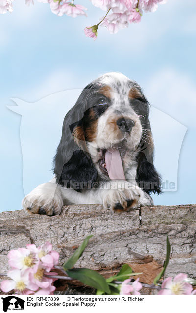 English Cocker Spaniel Puppy / RR-87839