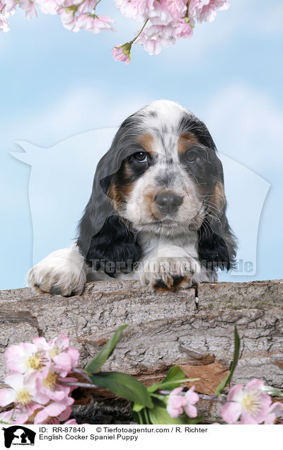 English Cocker Spaniel Welpe / English Cocker Spaniel Puppy / RR-87840