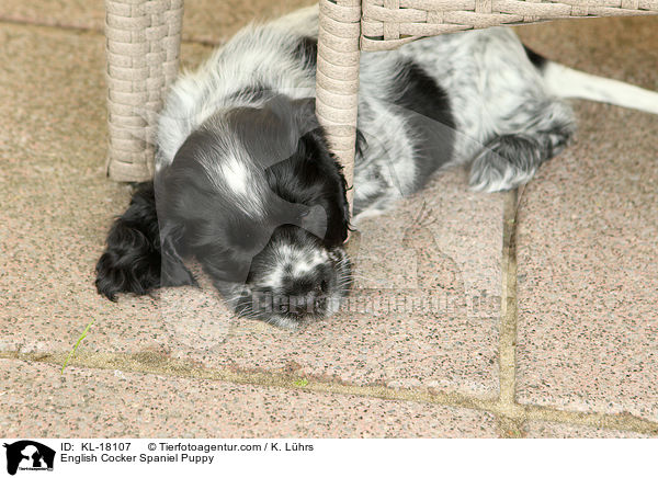 English Cocker Spaniel Puppy / KL-18107