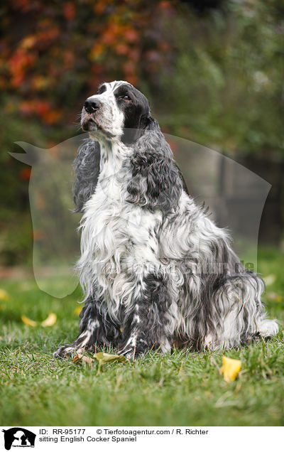 sitzender English Cocker Spaniel / sitting English Cocker Spaniel / RR-95177