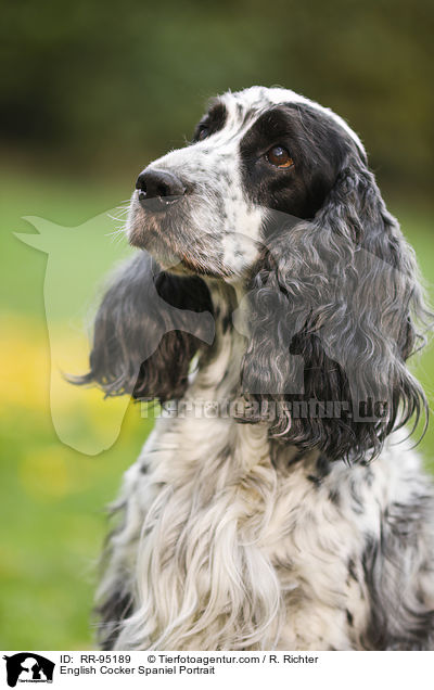 English Cocker Spaniel Portrait / English Cocker Spaniel Portrait / RR-95189