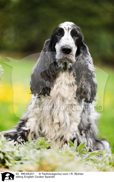 sitzender English Cocker Spaniel / sitting English Cocker Spaniel / RR-95201