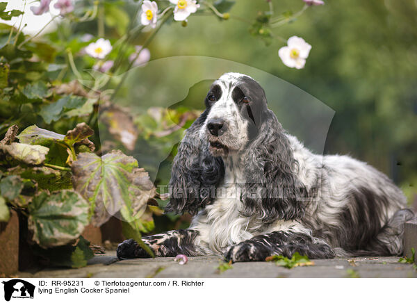 liegender English Cocker Spaniel / lying English Cocker Spaniel / RR-95231