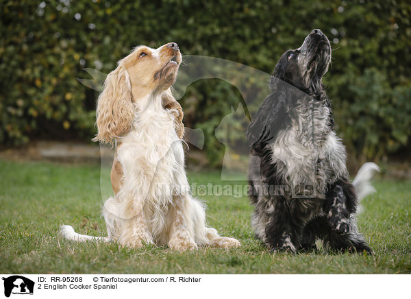 2 English Cocker Spaniel / RR-95268