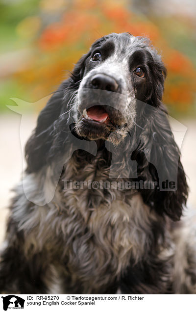 young English Cocker Spaniel / RR-95270