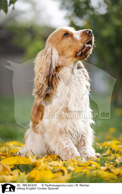 sitting English Cocker Spaniel / RR-95305