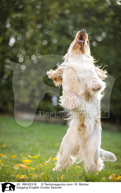 begging English Cocker Spaniel / RR-95318