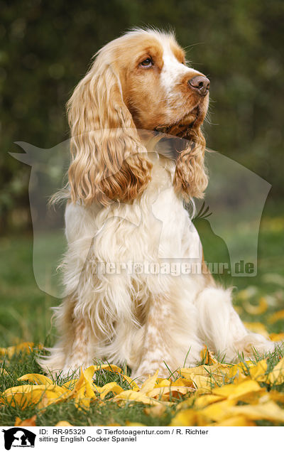 sitting English Cocker Spaniel / RR-95329