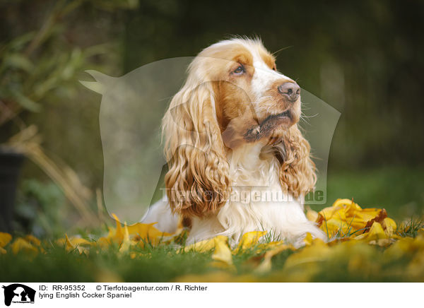 lying English Cocker Spaniel / RR-95352