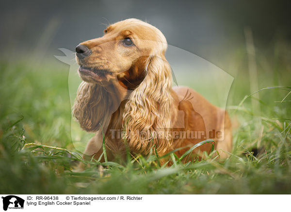 lying English Cocker Spaniel / RR-96438