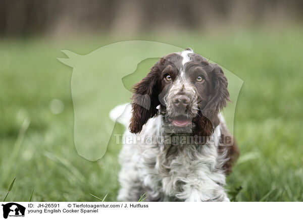 young English Cocker Spaniel / JH-26591