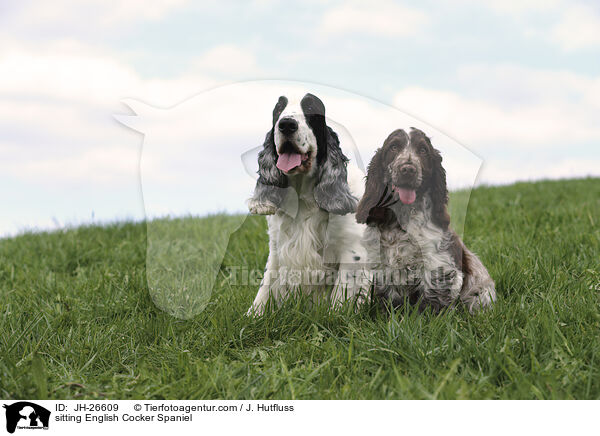 sitting English Cocker Spaniel / JH-26609