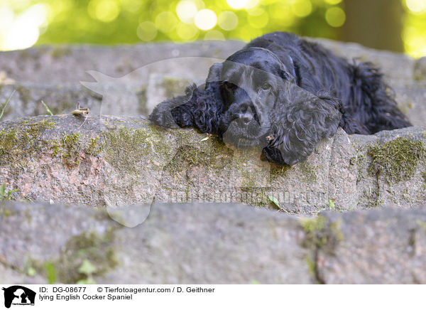 lying English Cocker Spaniel / DG-08677