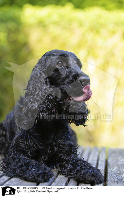 lying English Cocker Spaniel / DG-08683