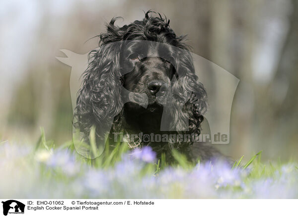 English Cocker Spaniel Portrait / English Cocker Spaniel Portrait / EHO-01062