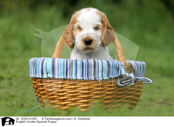 English Cocker Spaniel Welpe / English Cocker Spaniel Puppy / EHO-01067