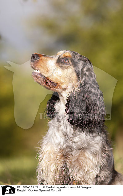 English Cocker Spaniel Portrait / English Cocker Spaniel Portrait / MW-11753