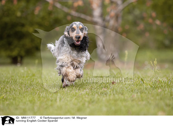 running English Cocker Spaniel / MW-11777