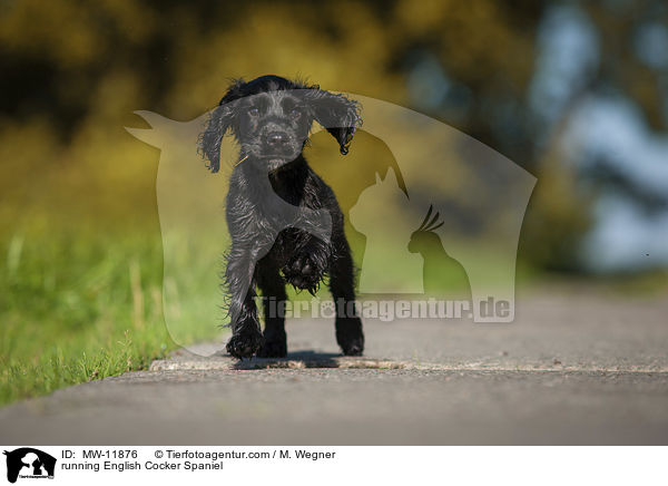 rennender English Cocker Spaniel / running English Cocker Spaniel / MW-11876