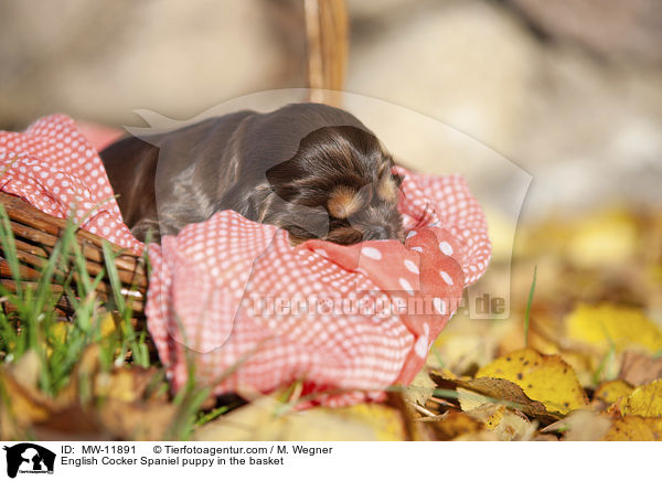 English Cocker Spaniel Welpe im Krbchen / English Cocker Spaniel puppy in the basket / MW-11891