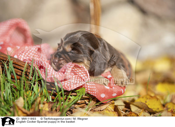 English Cocker Spaniel Welpe im Krbchen / English Cocker Spaniel puppy in the basket / MW-11893