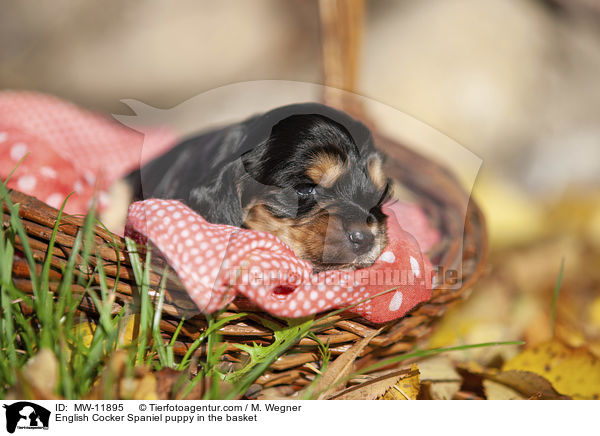 English Cocker Spaniel Welpe im Krbchen / English Cocker Spaniel puppy in the basket / MW-11895