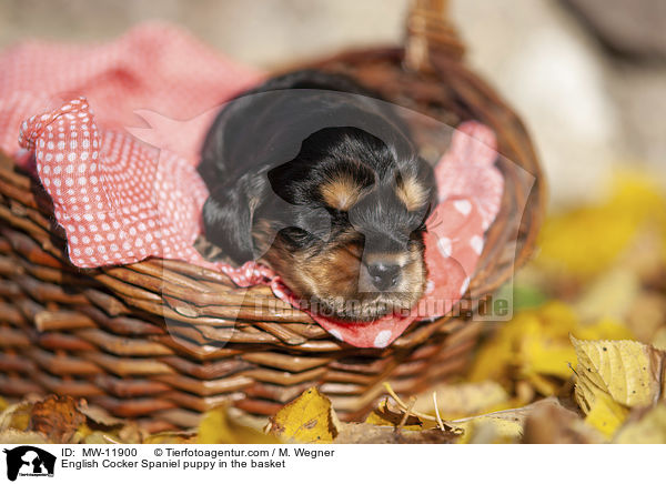 English Cocker Spaniel Welpe im Krbchen / English Cocker Spaniel puppy in the basket / MW-11900