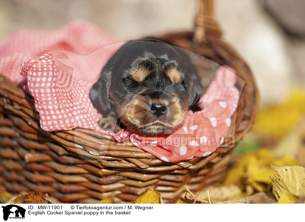 English Cocker Spaniel puppy in the basket / MW-11901