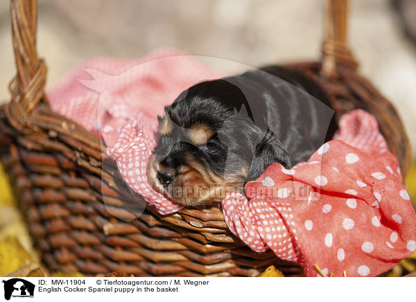 English Cocker Spaniel Welpe im Krbchen / English Cocker Spaniel puppy in the basket / MW-11904