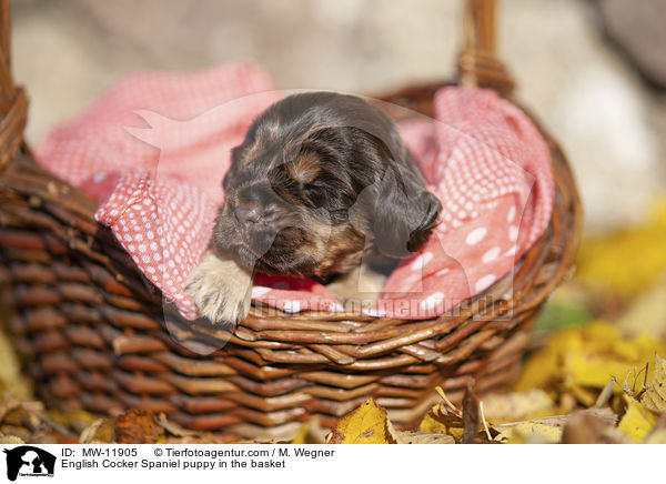 English Cocker Spaniel Welpe im Krbchen / English Cocker Spaniel puppy in the basket / MW-11905